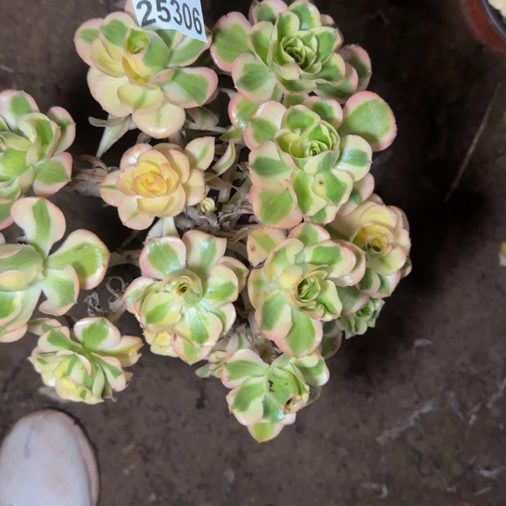 25306南燕子多肉植物