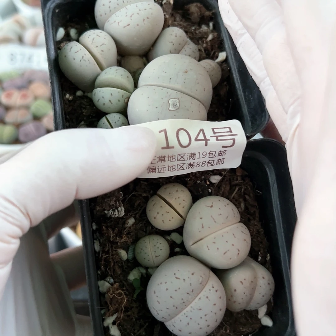 好养易活生石花大母本8104