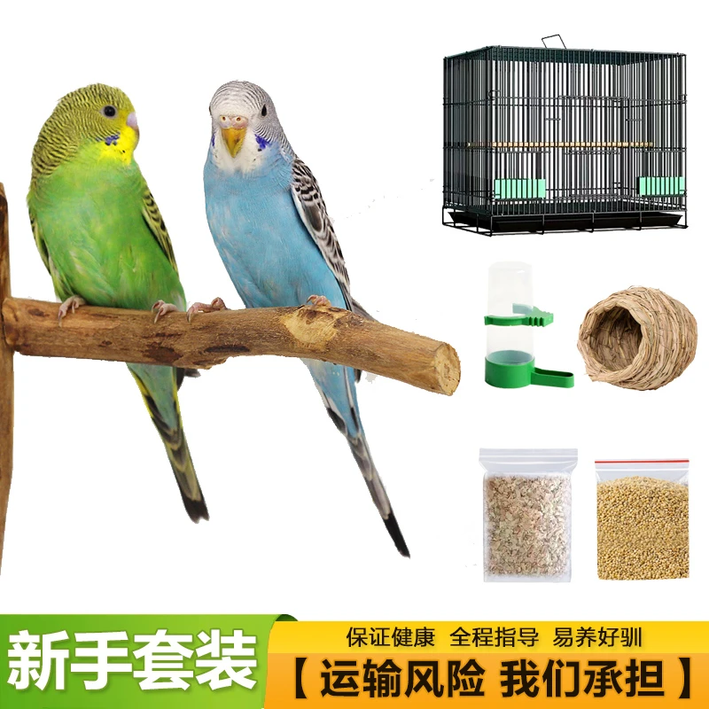 【幼鸟】新手虎皮鹦鹉套装  鹦鹉活宠