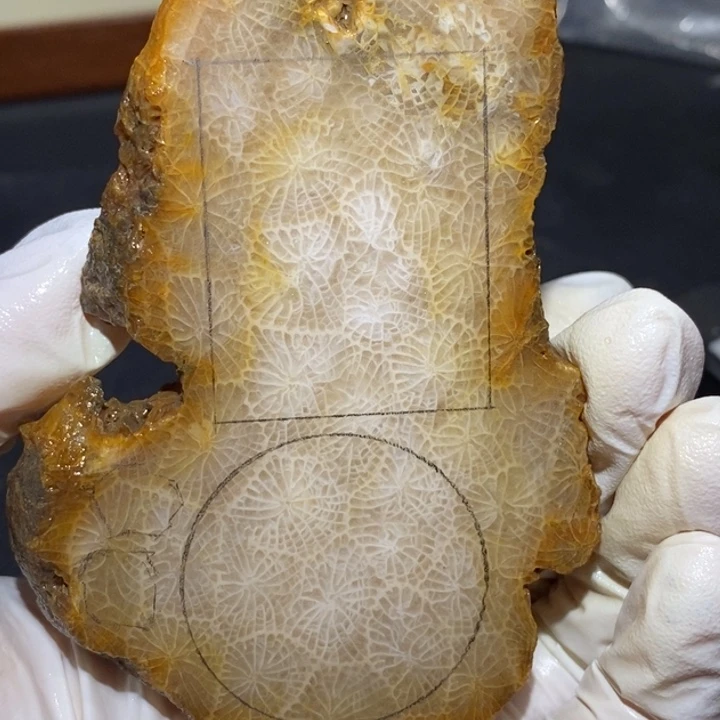【闪购商品】未镶嵌珊瑚玉硅化玉