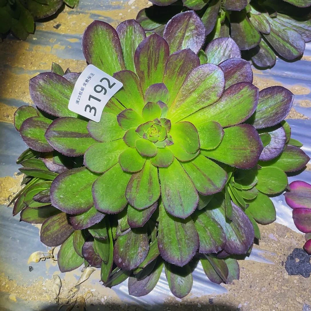 3192花月夜多肉植物