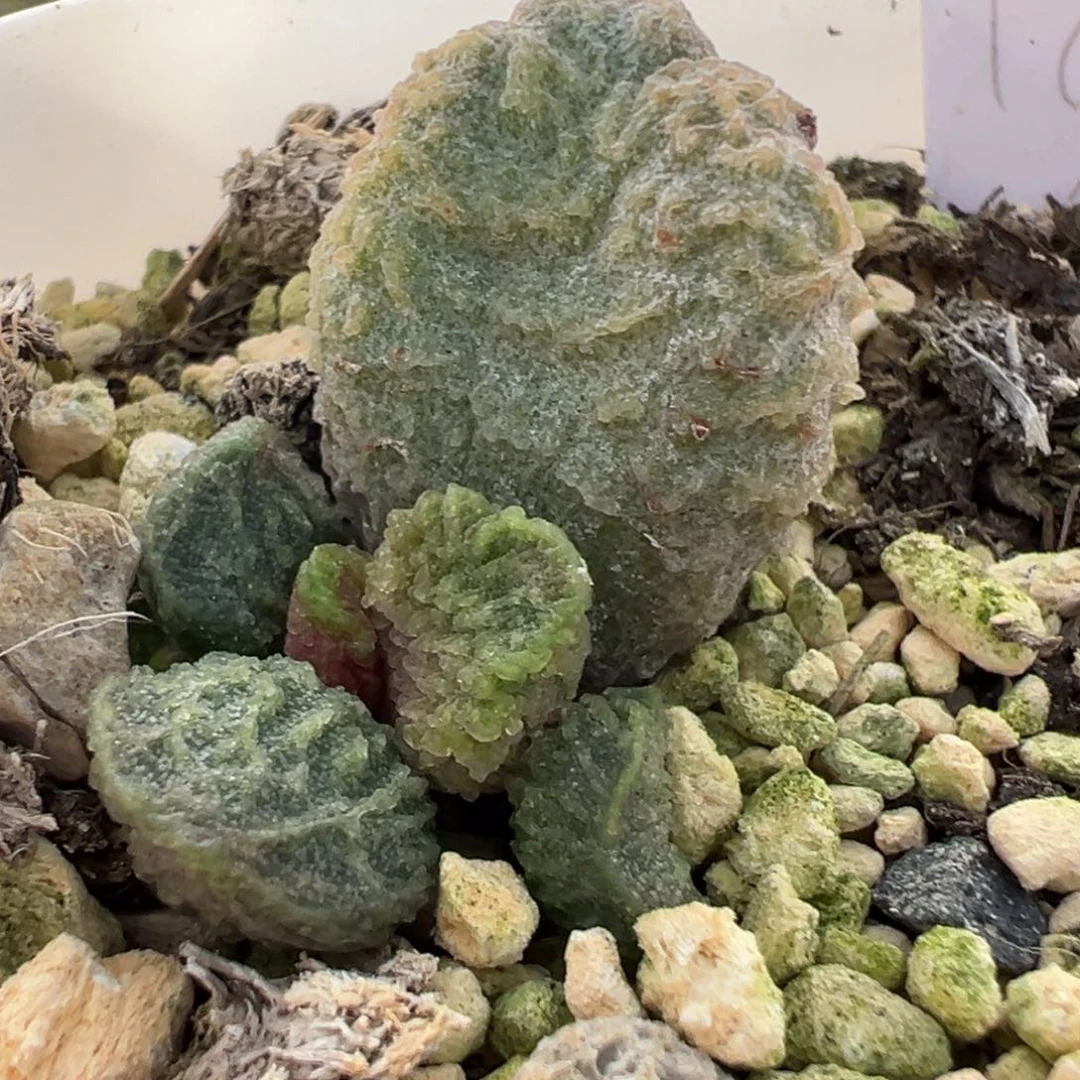 大鱼海棠带倒刺多肉植物