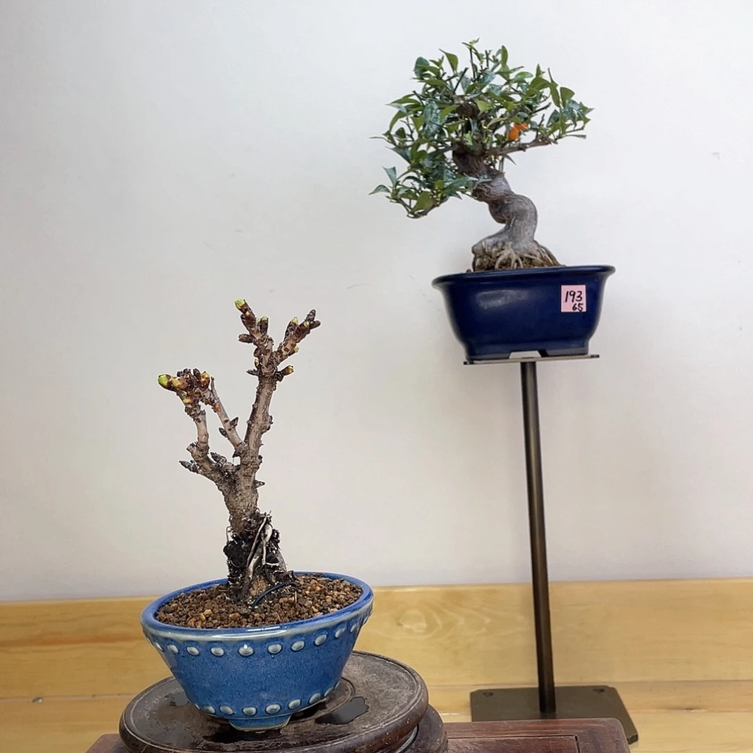 木本旭山樱花盆栽