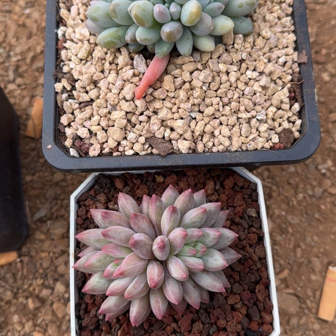 t****n兴兴园艺。 奶糖