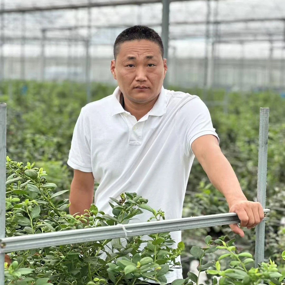 《半眉推荐》蓝美苗盆栽苗