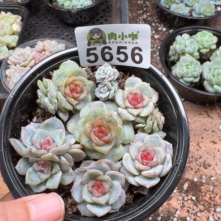 多肉植物多肉植物