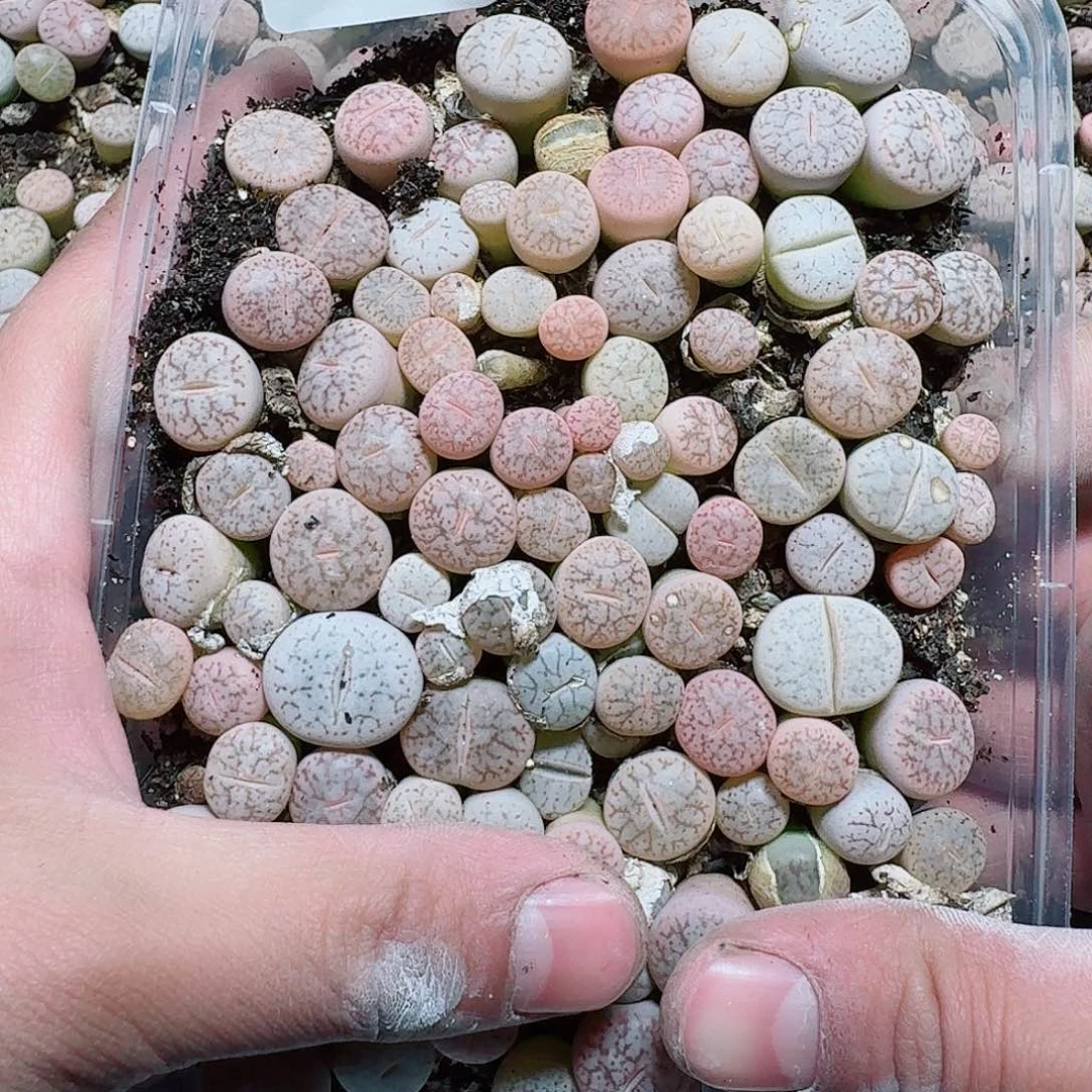 石***哥264 多肉植物多肉植物