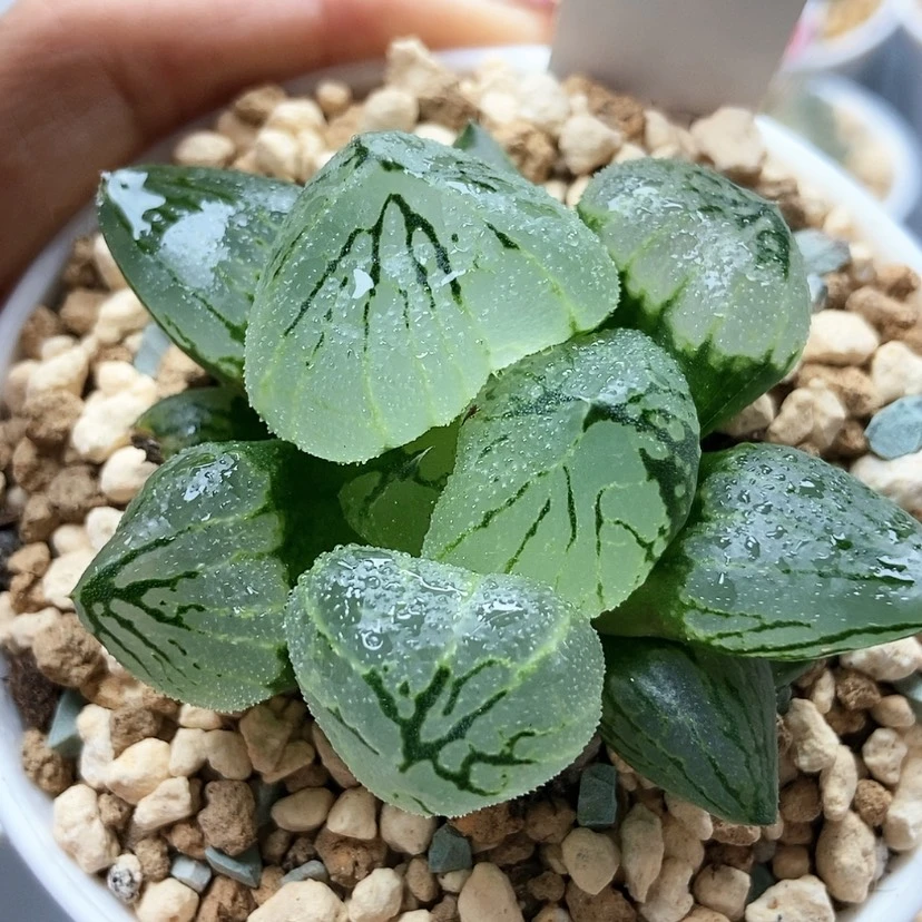 【闪购商品】贾****缘杨贵妃82