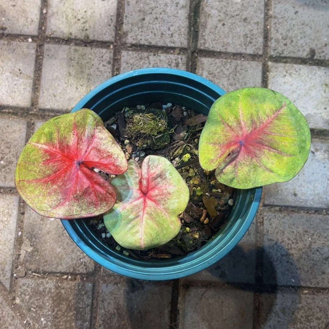 炒***貝完全开放5053泰彩