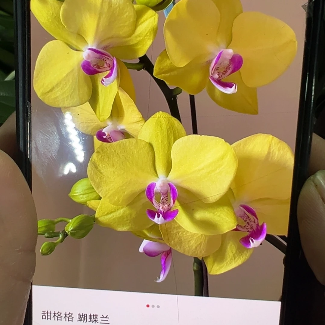 当前无花栽培后可以开花双剑甜格格新苗凑单发货一颗不发货