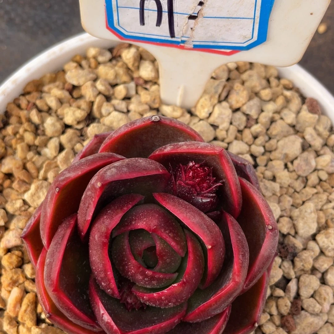 n*.姐姐说要不就别