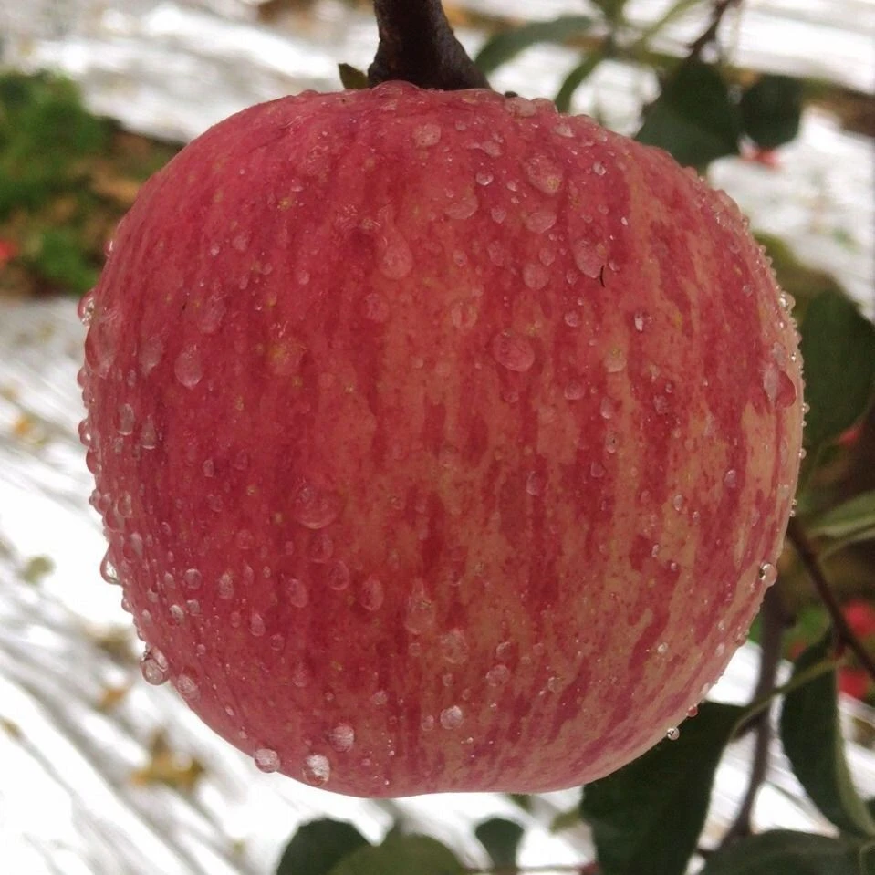 【新果上市】2025正宗烟台栖霞红富士苹果脆甜应季水果原产地直发