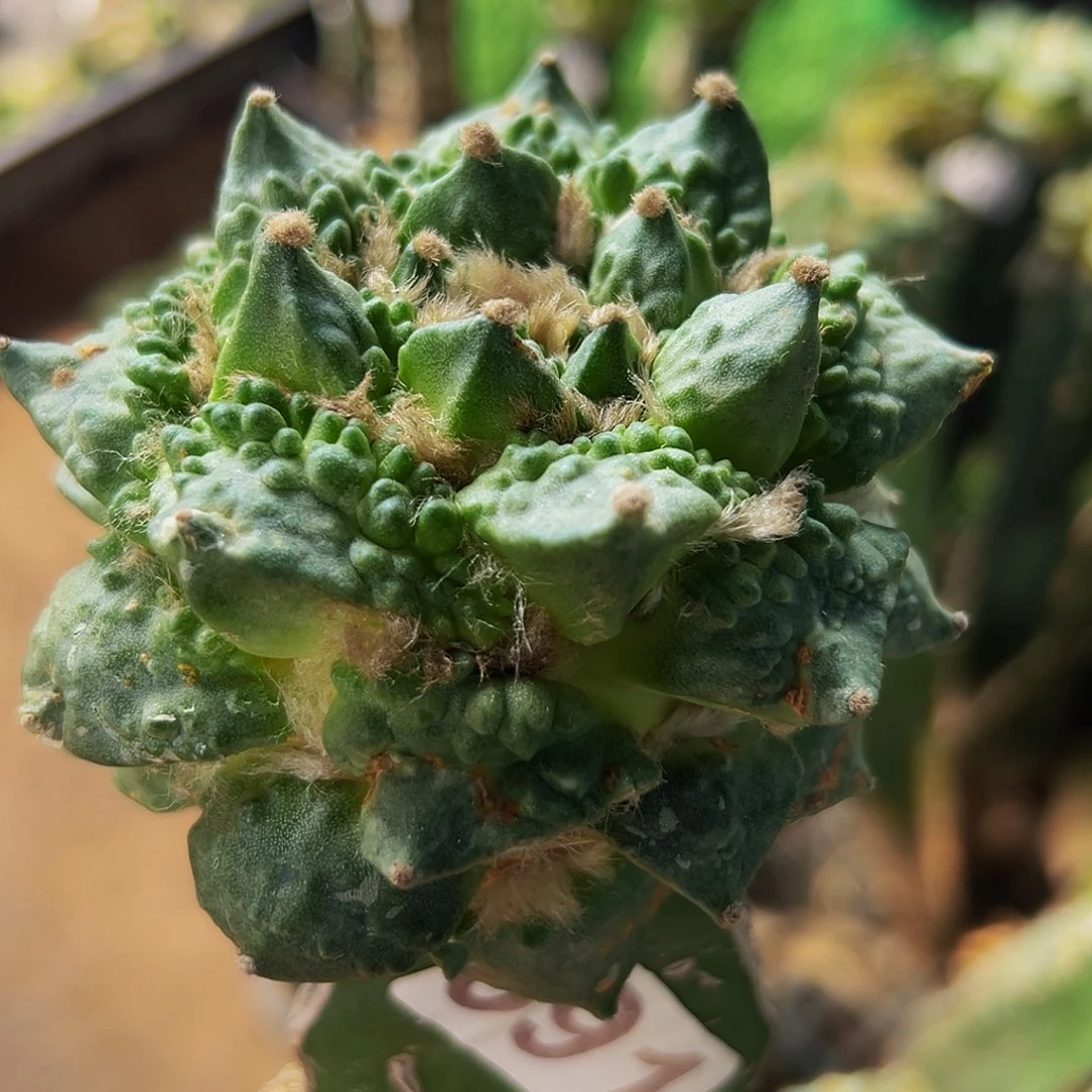 无花朵福利龙芽怒涛牡丹591