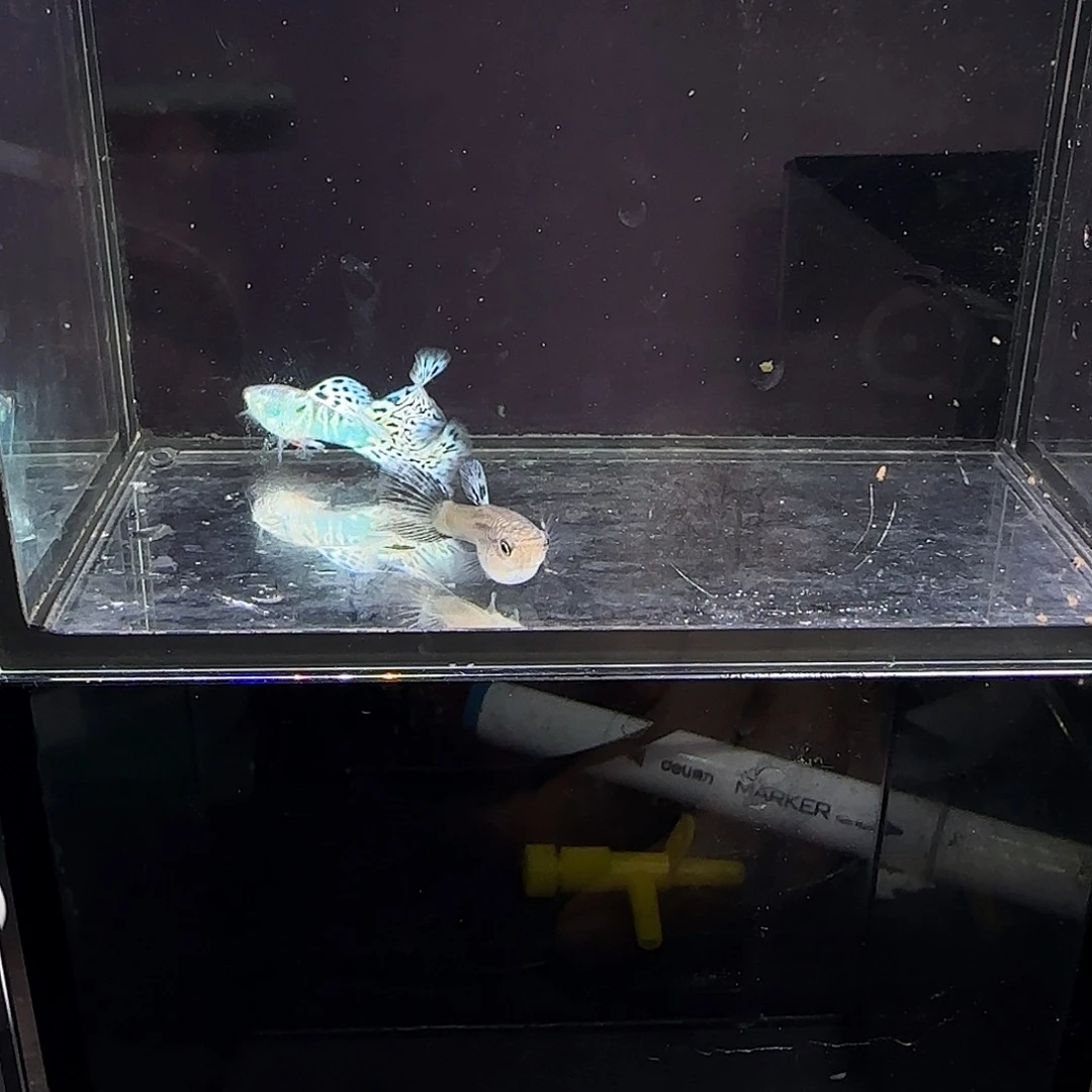 孔雀鱼银河白蛇一对