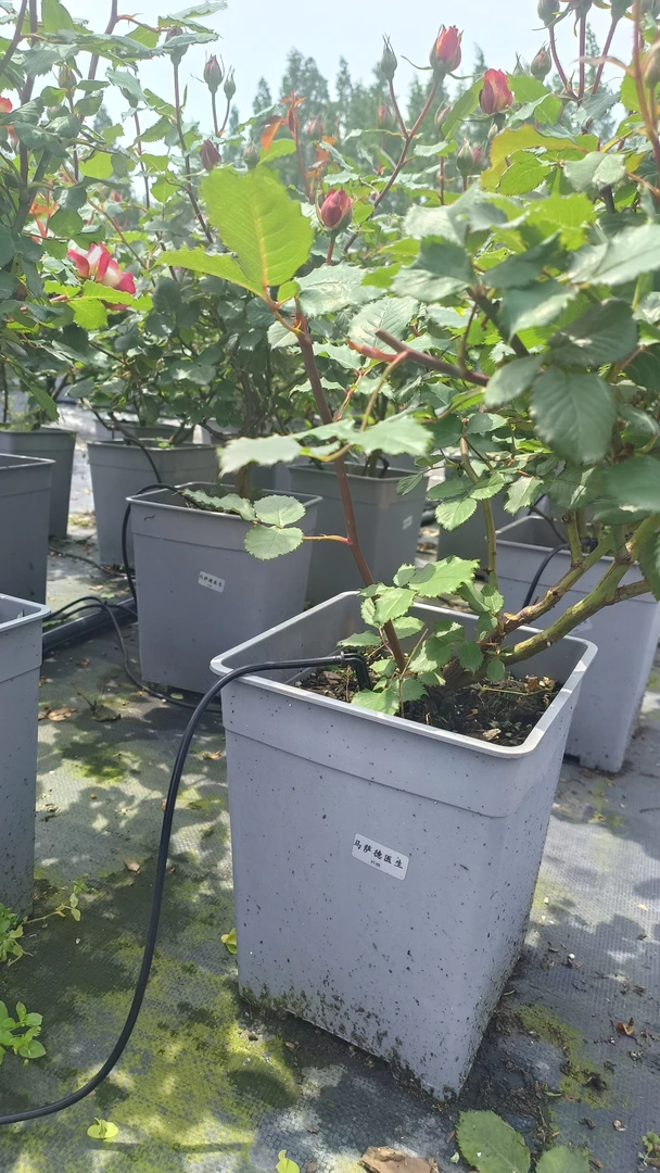 北方露天一加仑月季  阳台月季