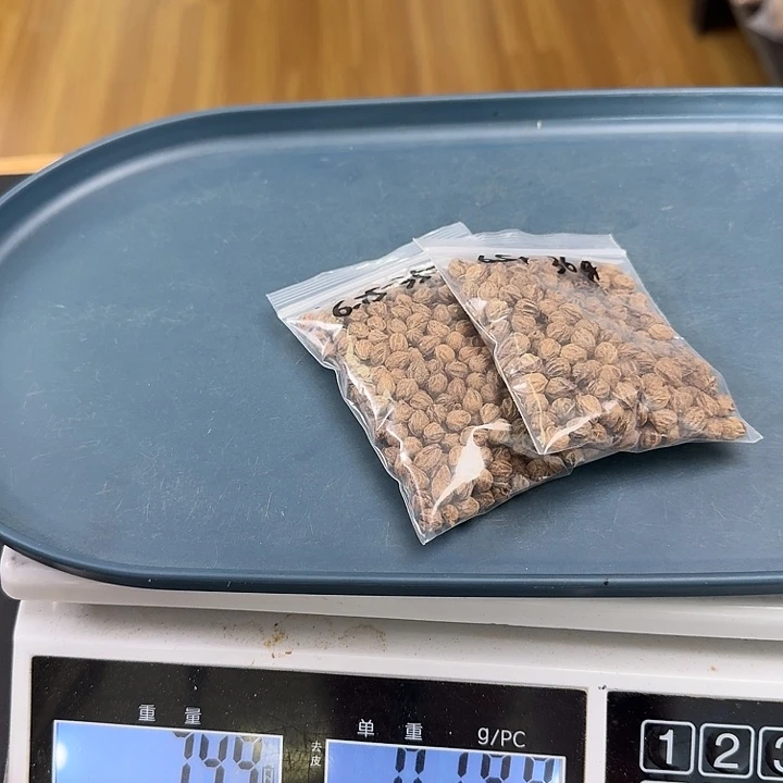 吊坠柏香籽/百香籽543练手籽