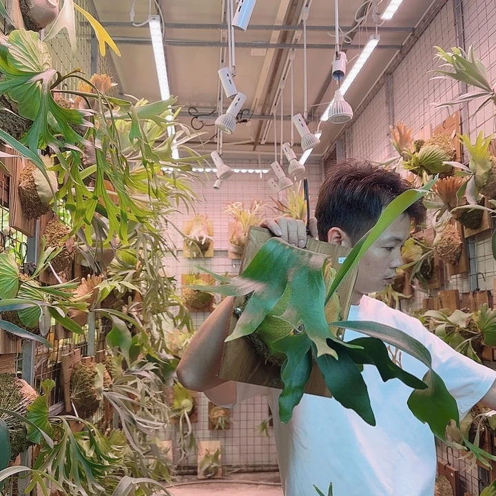 无花朵千手a34。