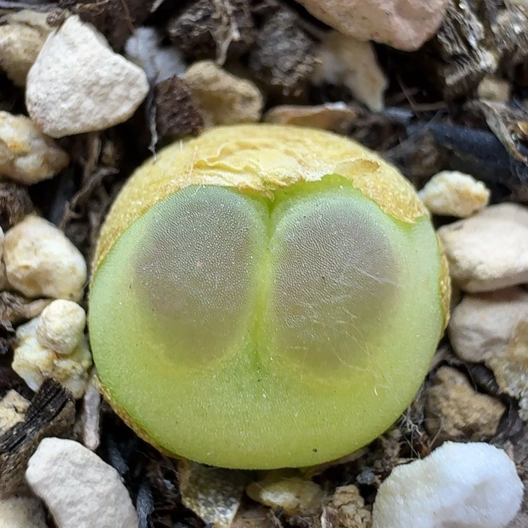 老马生石花拉登609