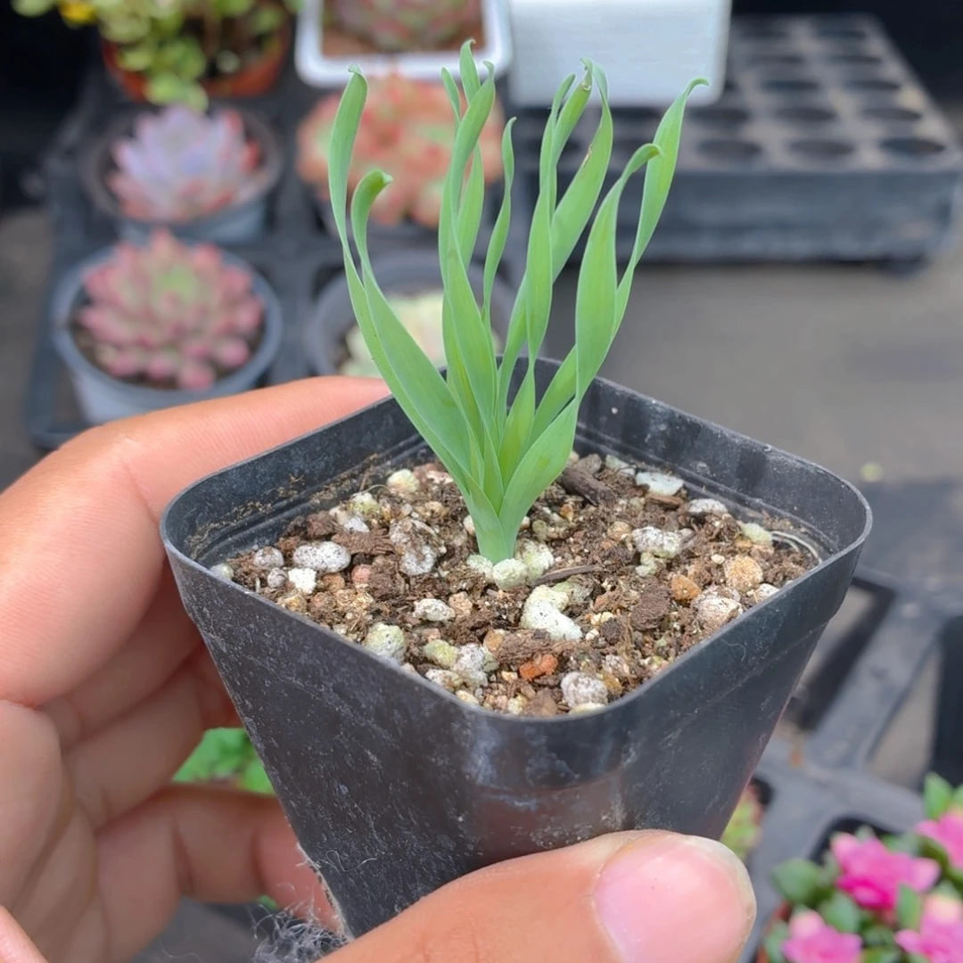 弹簧草多肉9.9包邮发货