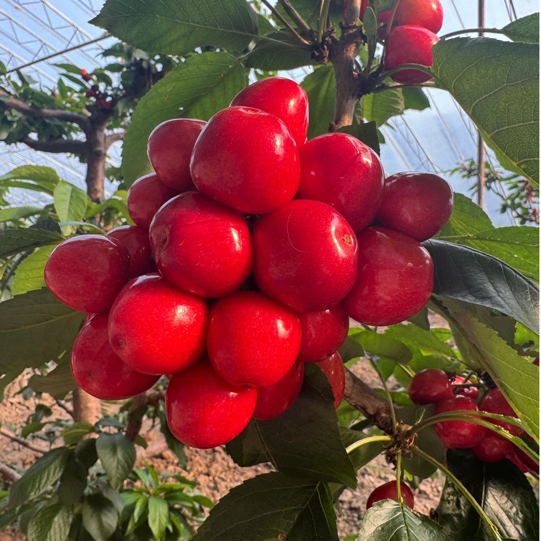 金顶红大樱桃，4-6J净重4.5斤，水果同城送新鲜水果金顶红