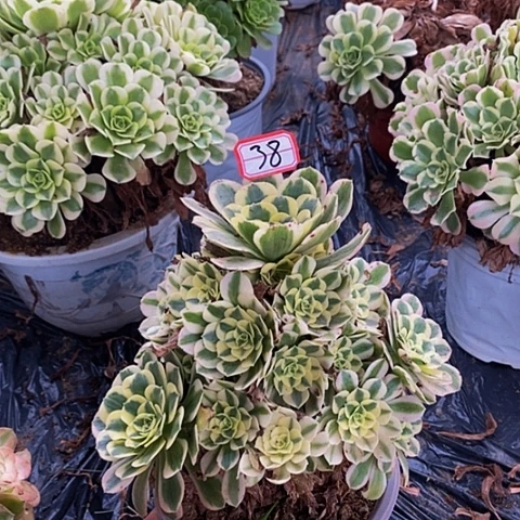 迈巴赫老桩捧花38号