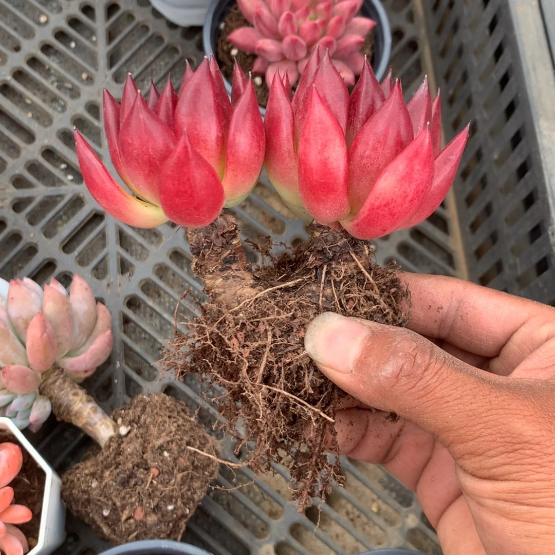 人工增水系统在国内已经应用