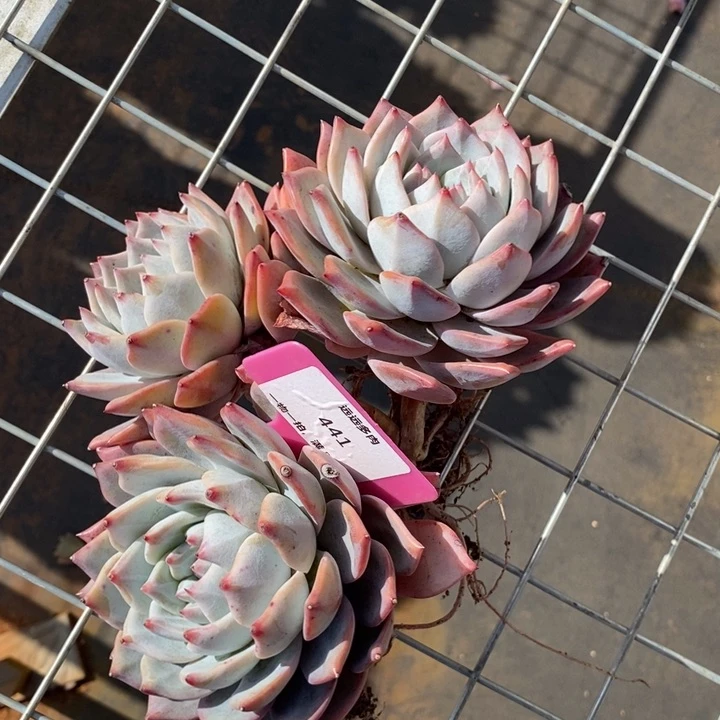 441粉蓝鸟肉肉肉肉肉