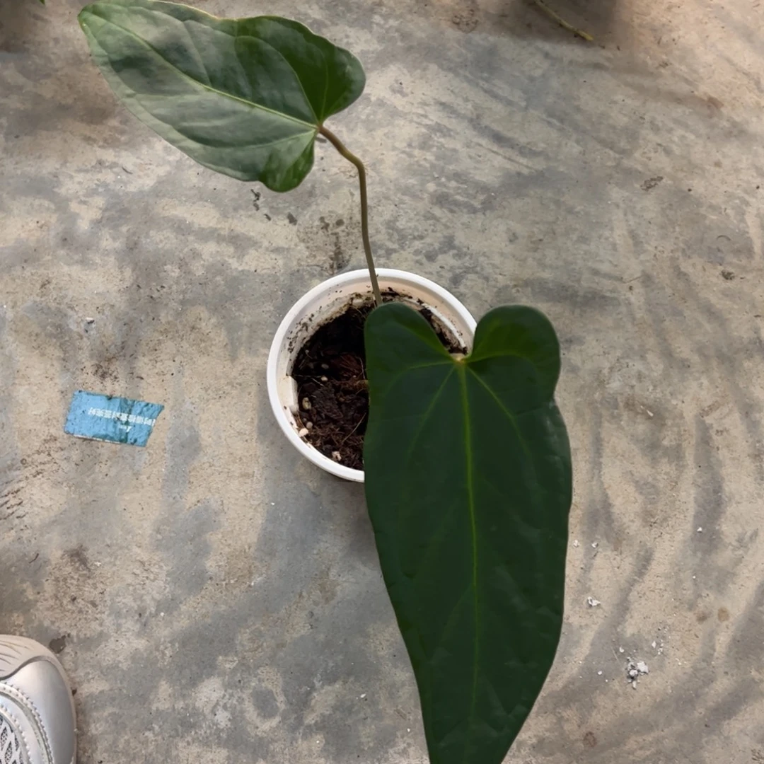无花朵黑丝绒x （活动无售后