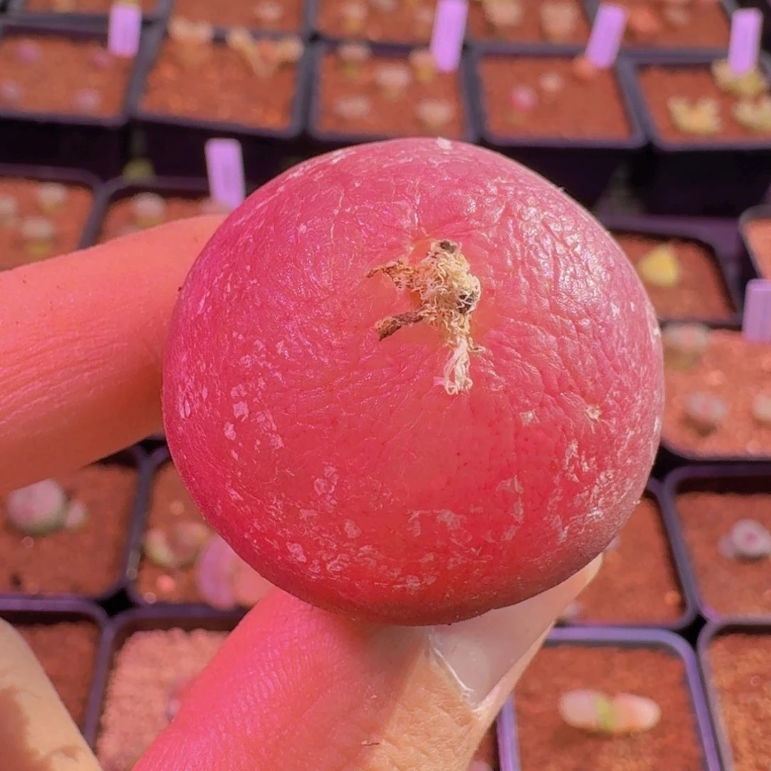 云缦精品番杏4.12 七年 3.4cm红灯泡母本