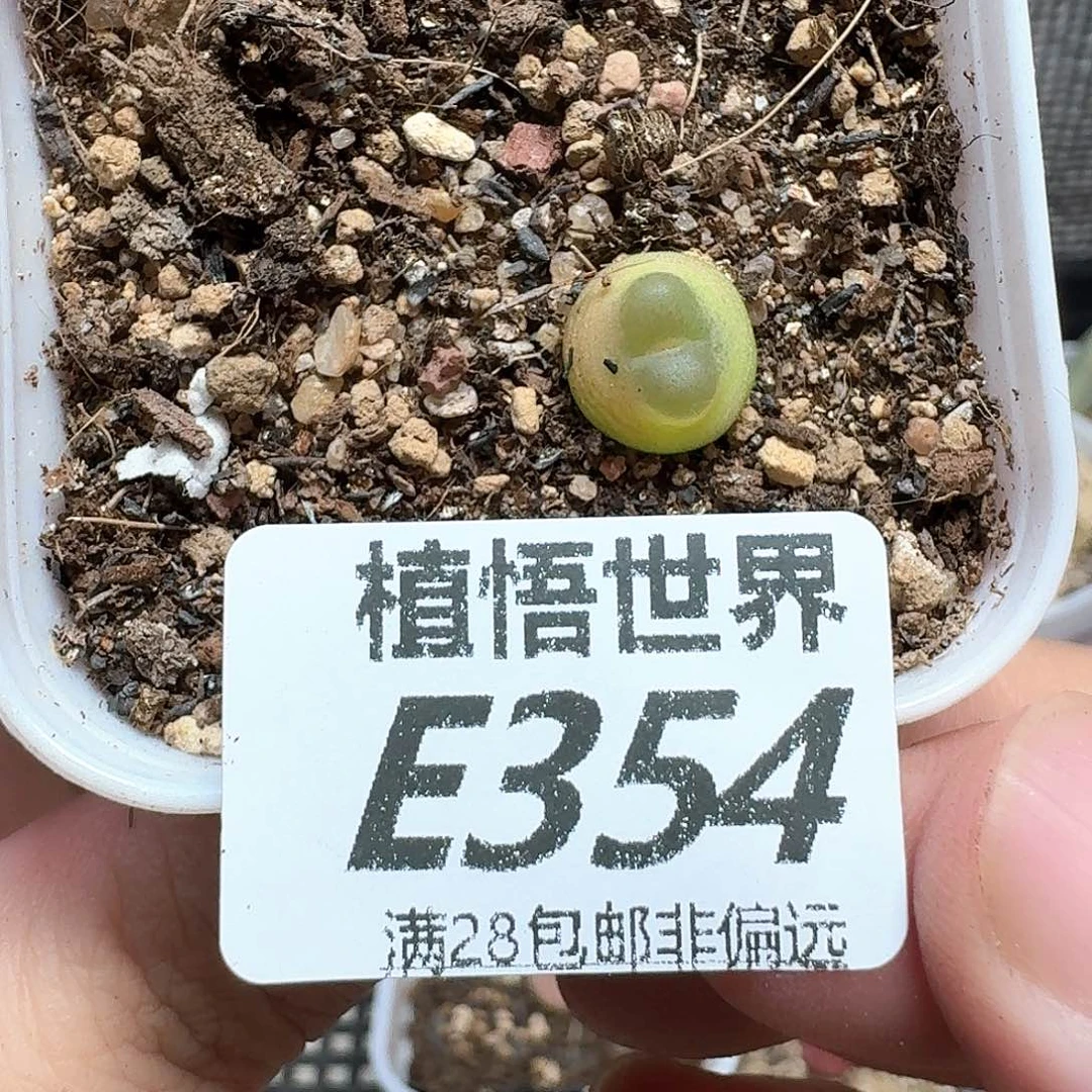 多肉植物的润泽植物的润泽