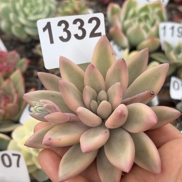 头盖锦满18包邮当场凑单不满包邮次日发顺丰到付