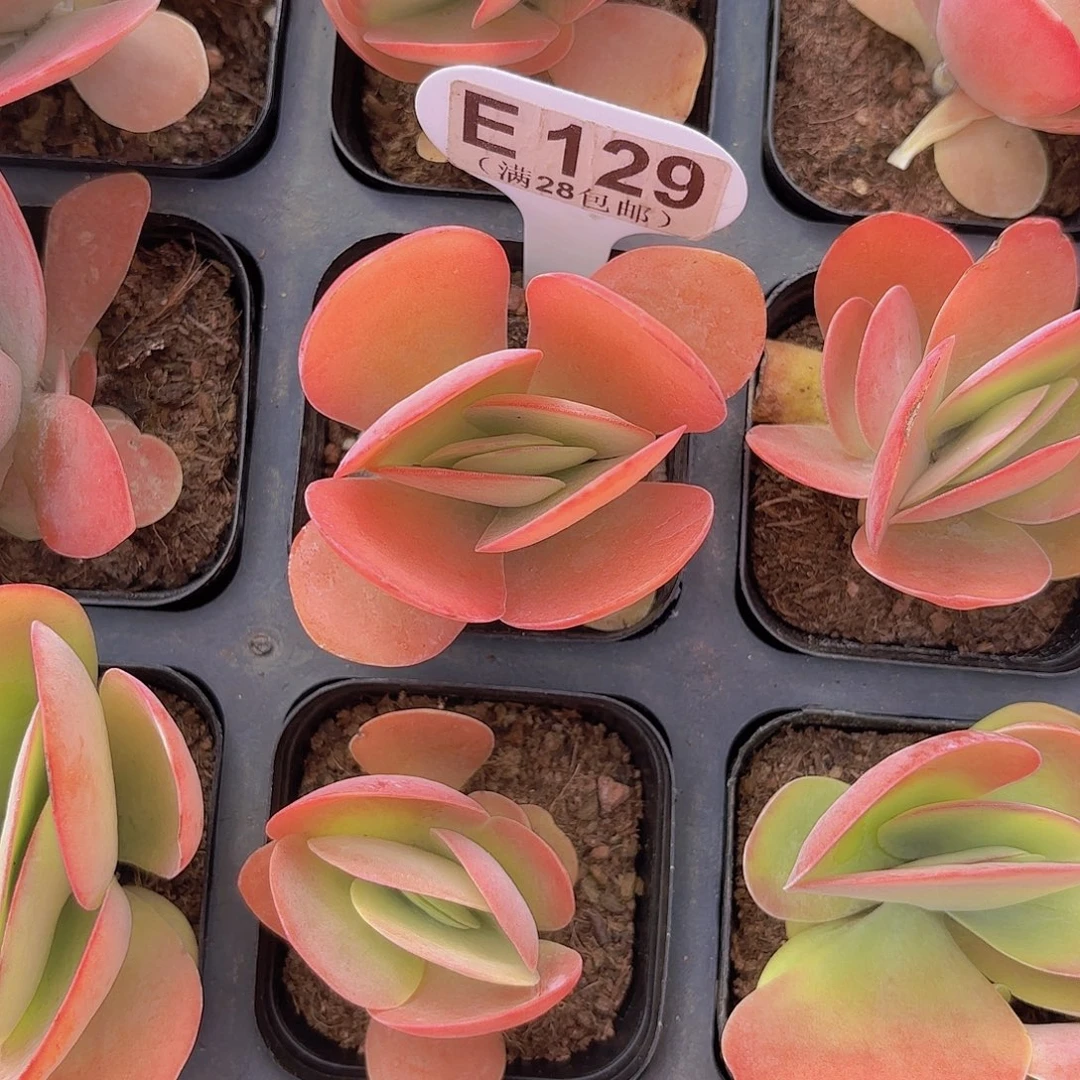 E129唐寅一物一拍