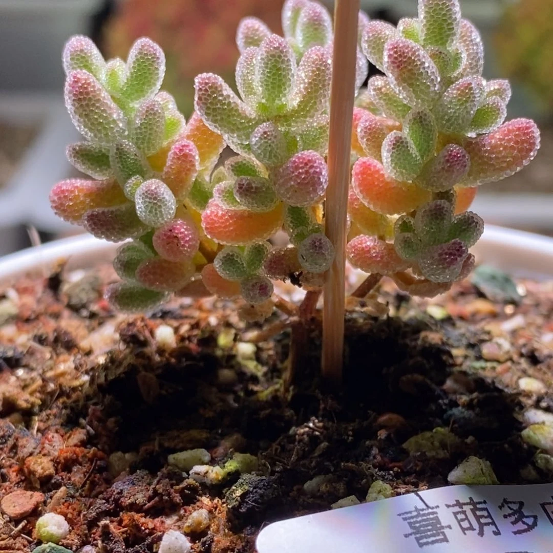 冰晶枝干番杏705