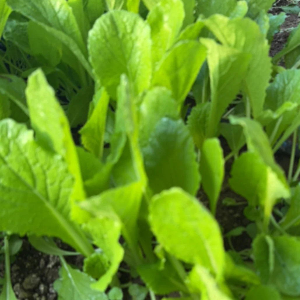 自家种植小白菜3斤（29.9元）包邮到家绿色蔬菜白菜