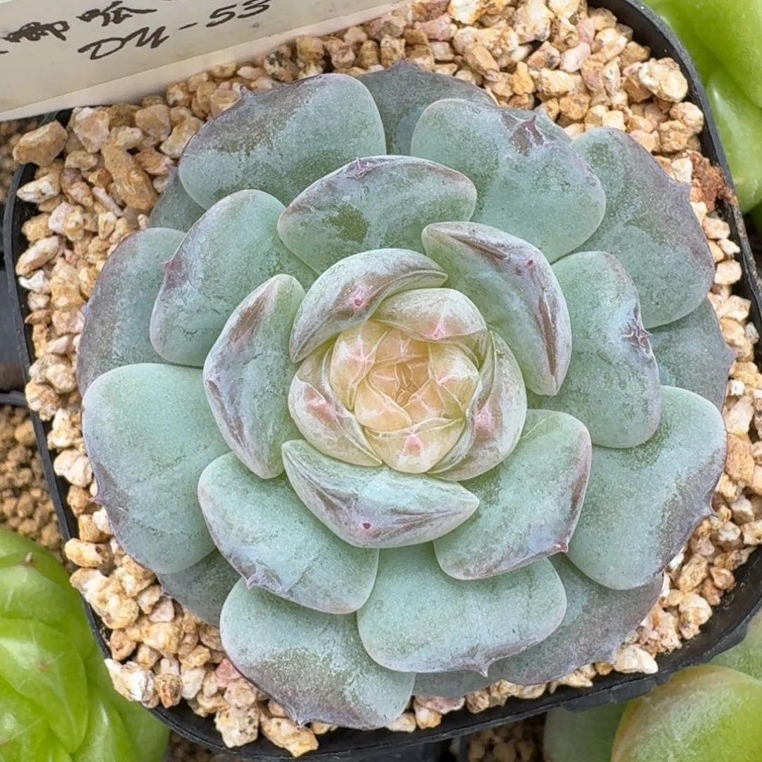 0927-053-玫瑰单头
