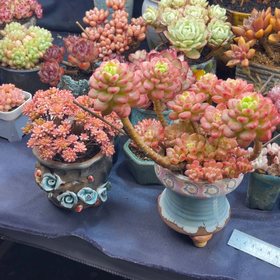 骨*酱小人祭锦 香格里拉多肉