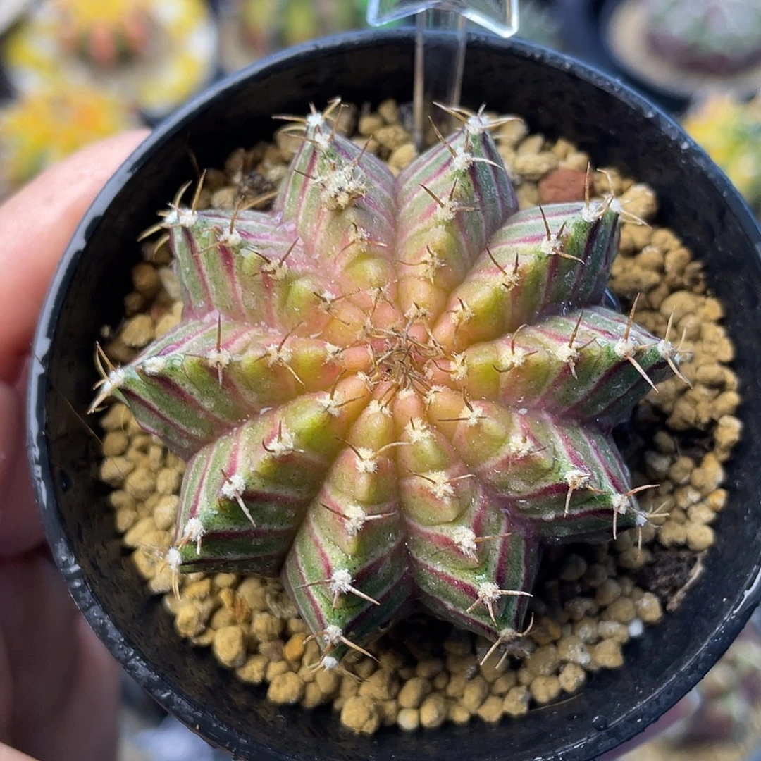 1-204肋骨轮回5.3厘米