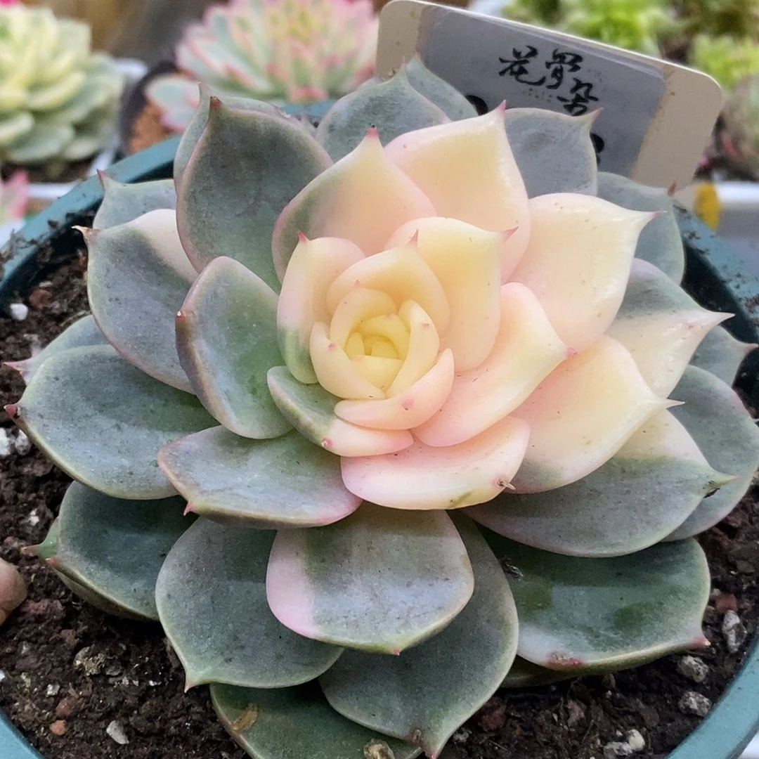 188贝加尔湖哈哈哈哈