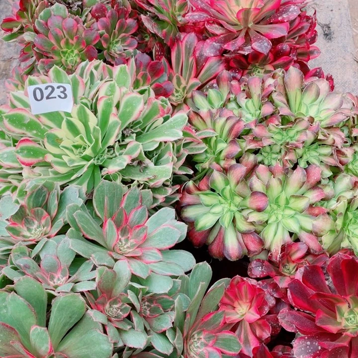 多肉植物组合023