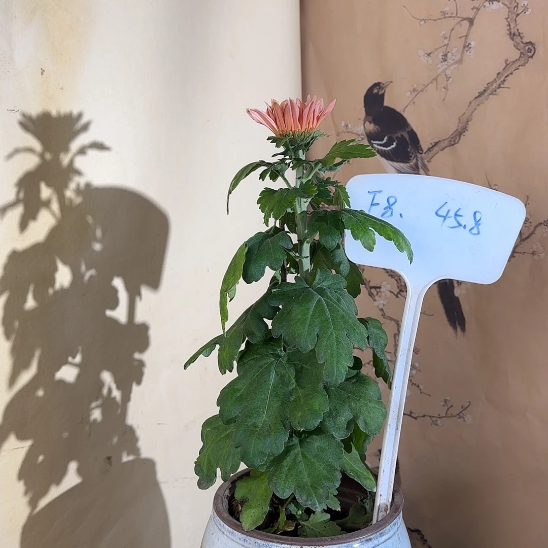 全部花朵F8888888
