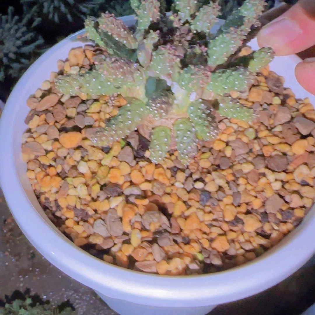 G块根植物块根植物
