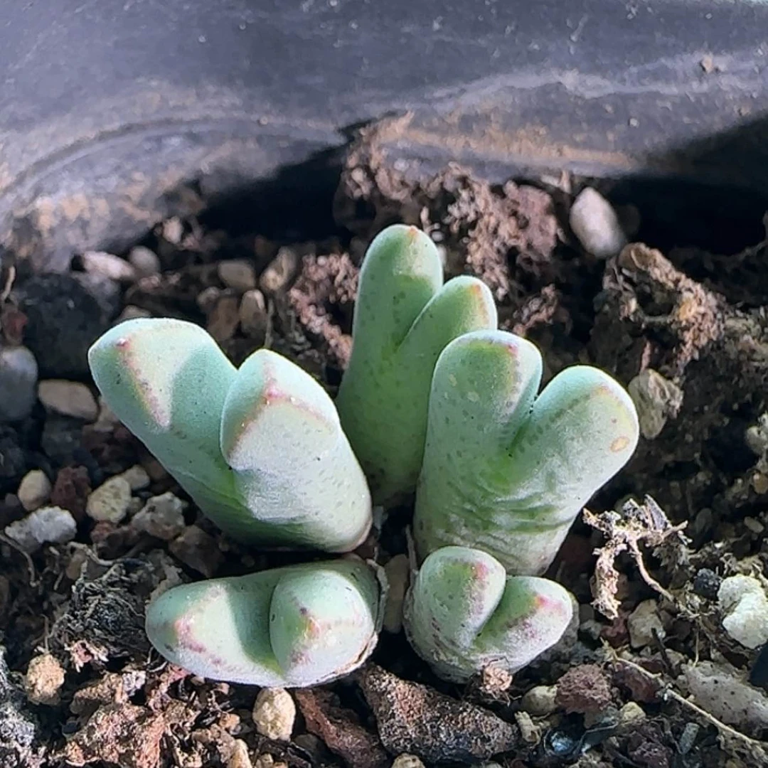 【闪购商品】18211猪蹄985