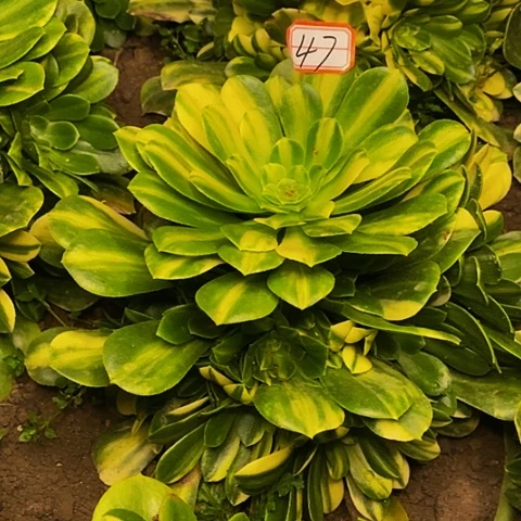 五彩琉璃花脸捧花47