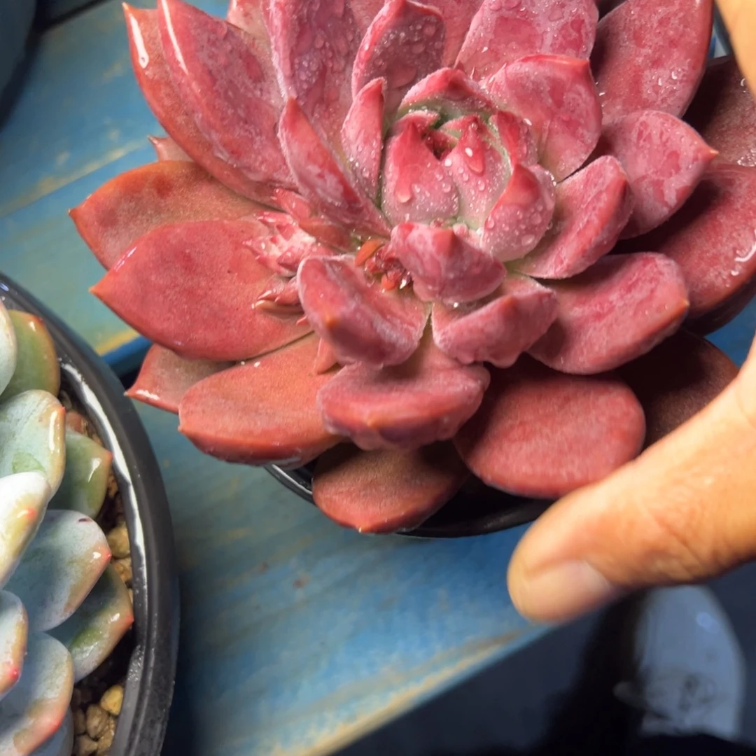 红糖卡多肉植物29.8