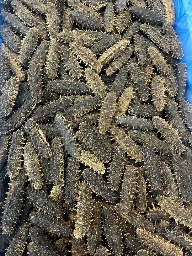 国标一级海区纯淡干辽参