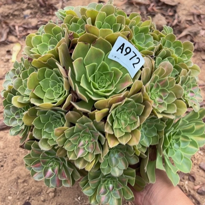 玫瑰法师多肉植物972.