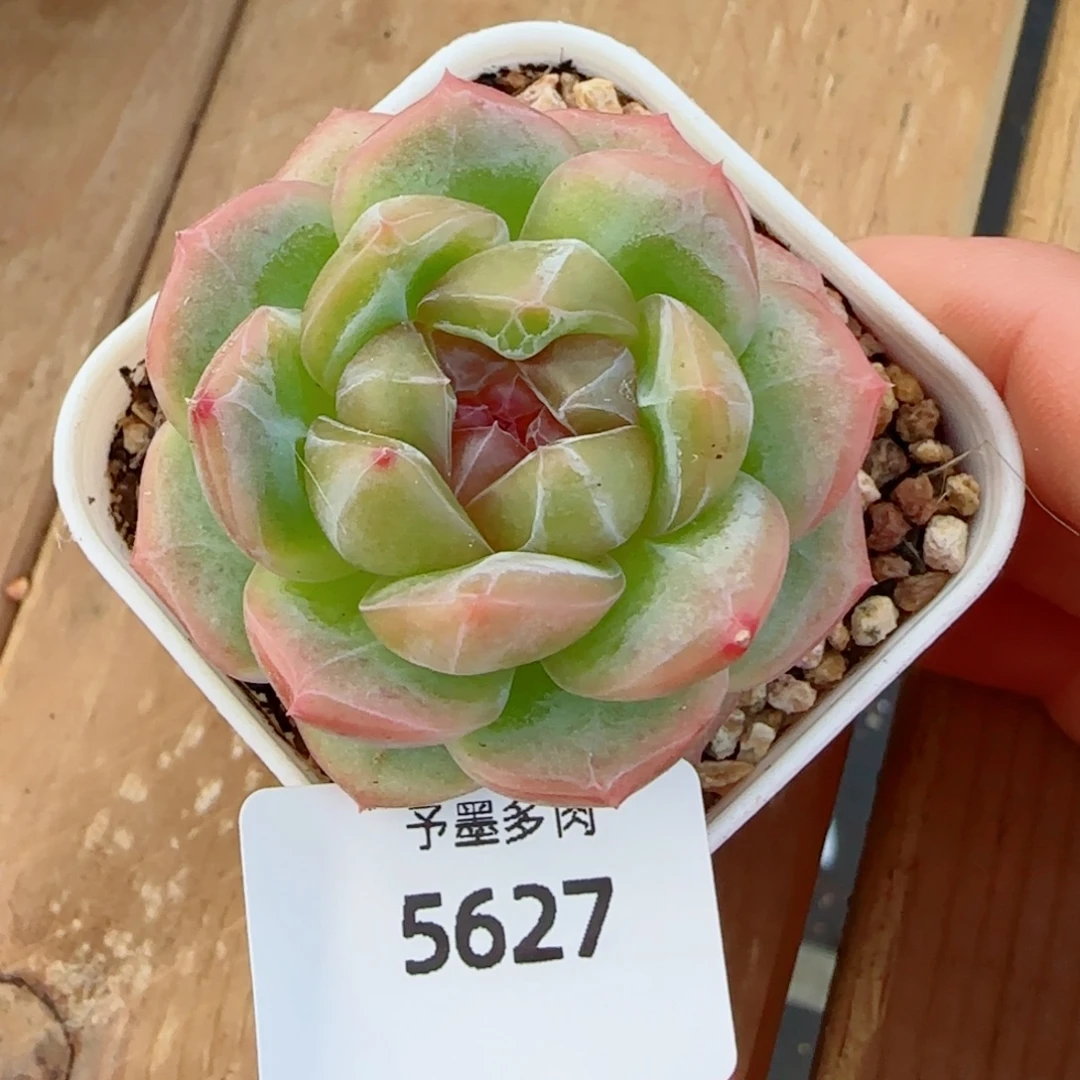 栀子花，5627多肉植物