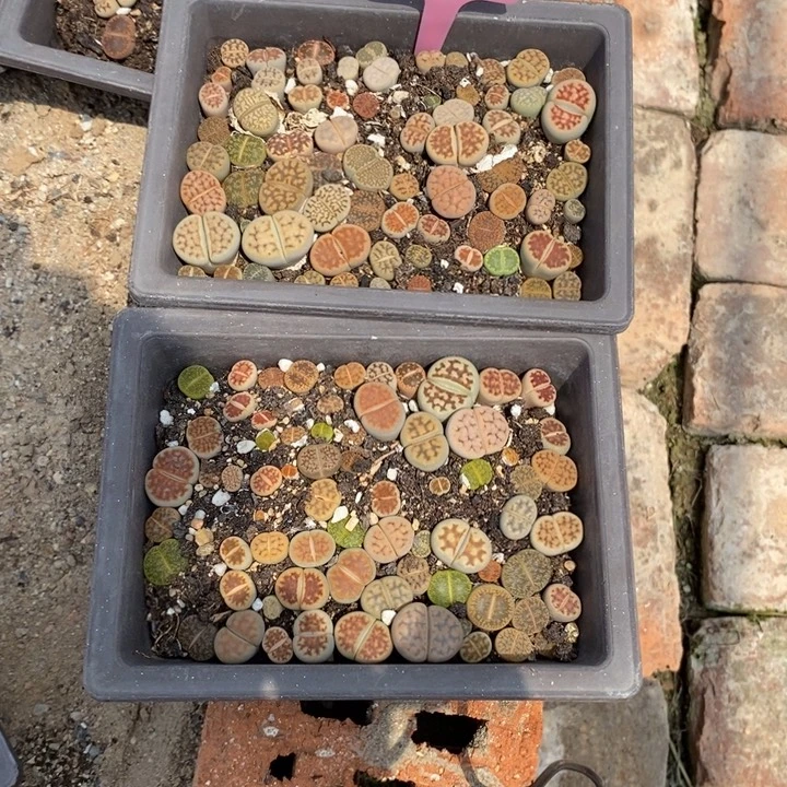 花***子生石花等植物的生长903