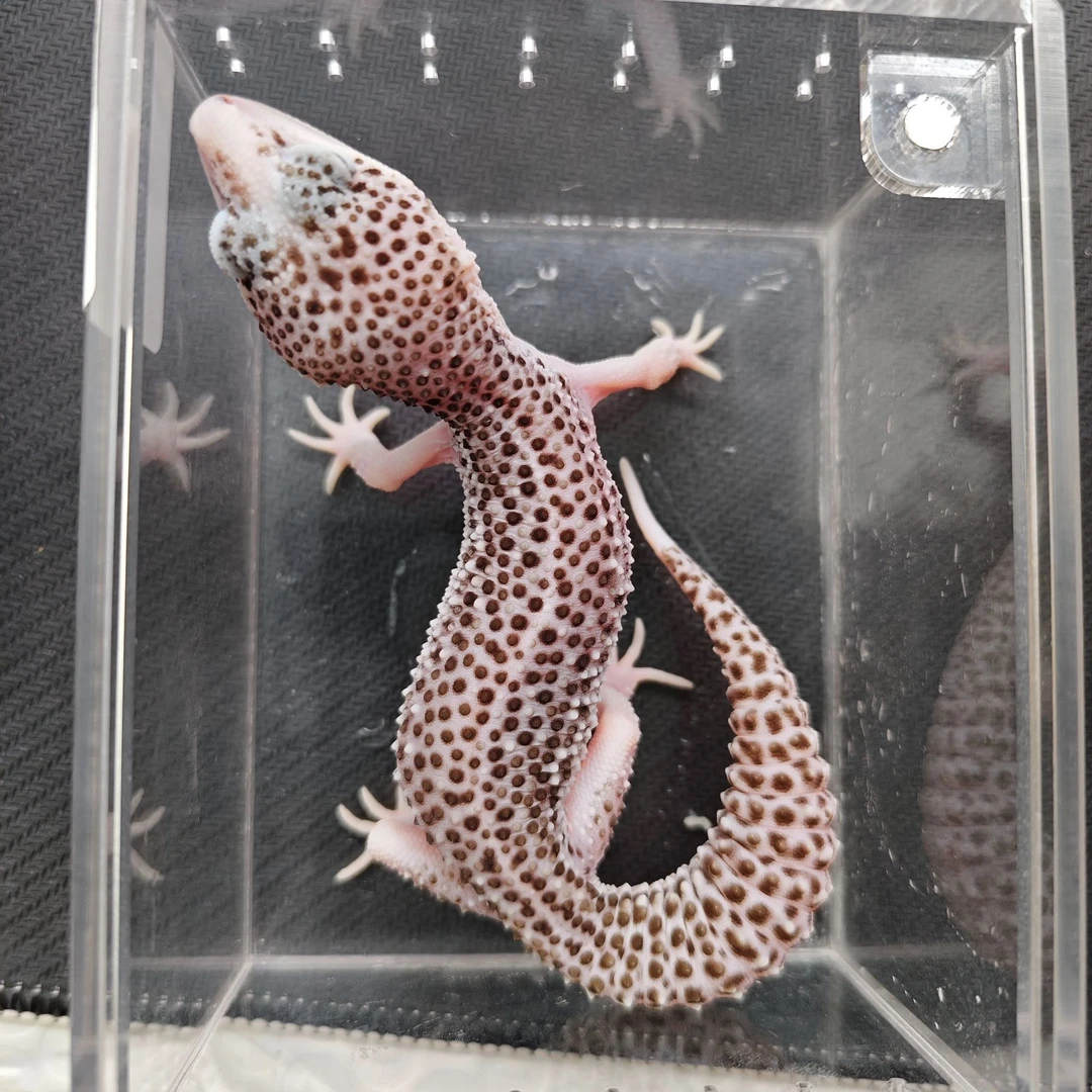 银河豹纹守宫  妹妹