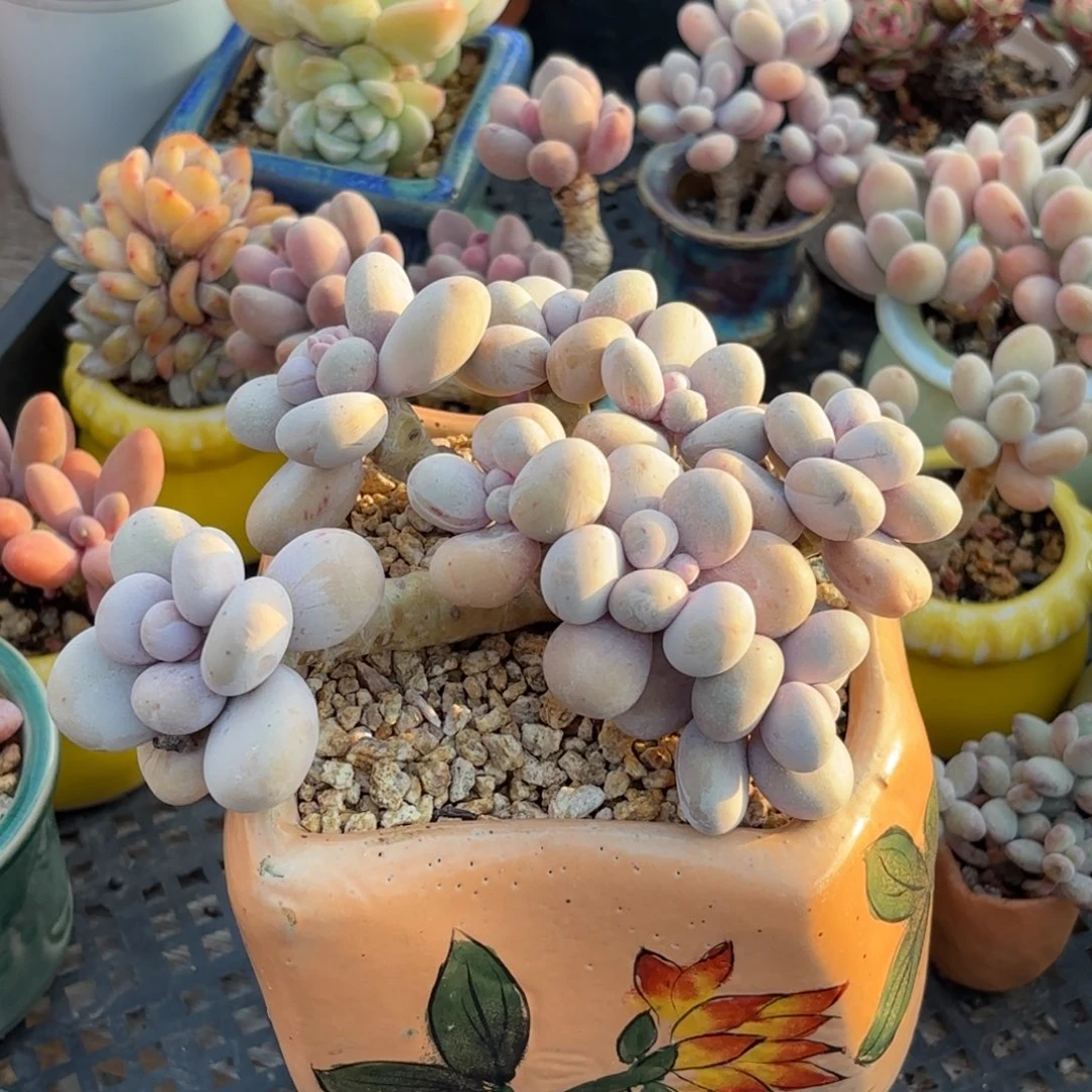 无花朵粗桩原始奶